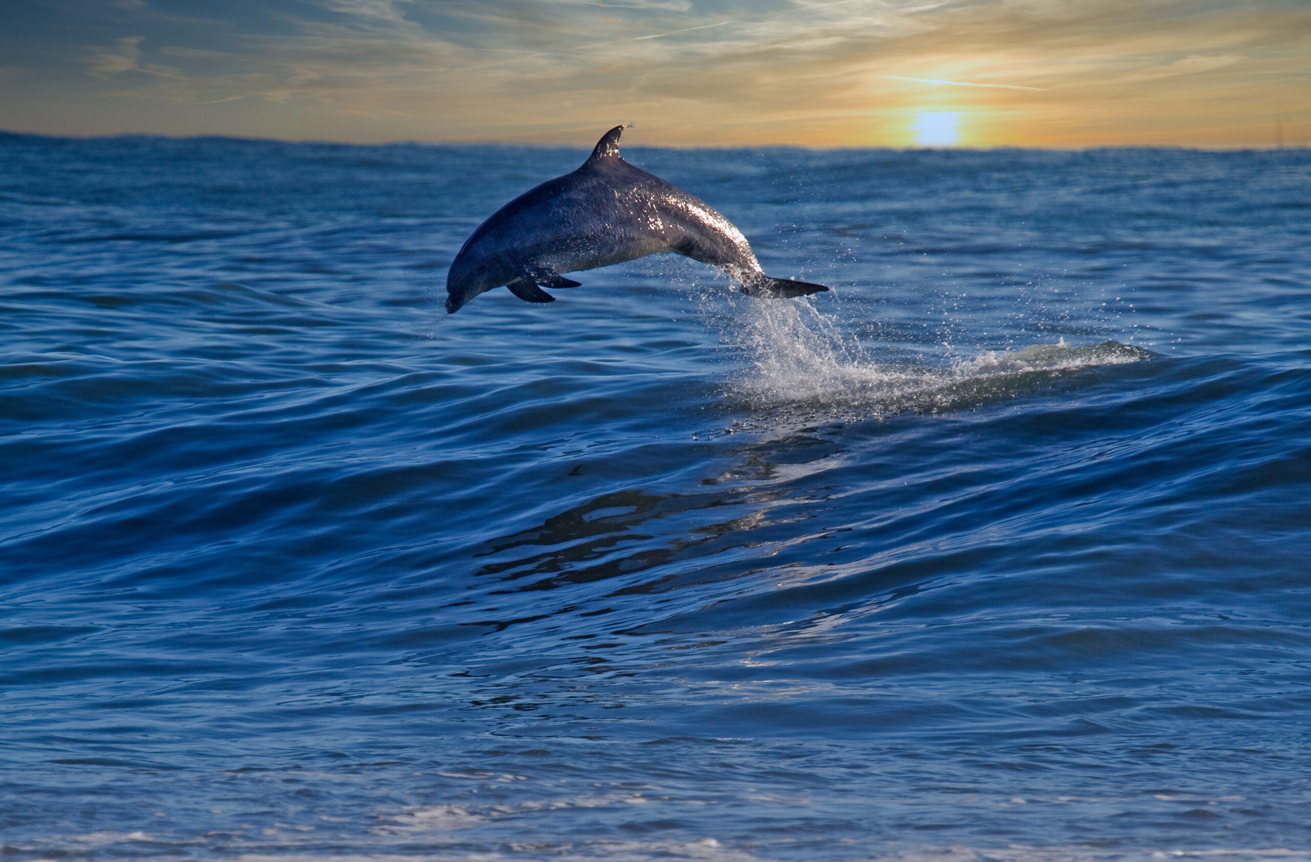 Dolphin Coast Travel Guide